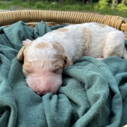 Mr. Smee - Parti male Goldendoodle puppy in Pittsburg, Texas from Peachy Pine Goldendoodles