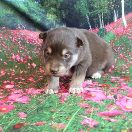 Alaskan Malamute Puppies from New River Valley Malamutes