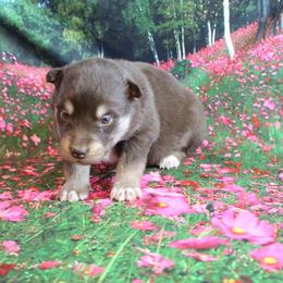 Alaskan Malamute Puppies from New River Valley Malamutes
