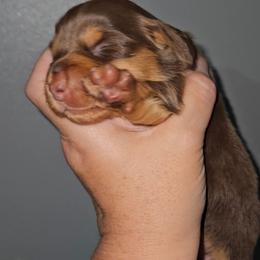 Girl 3 - Chocolate and tan female Dachshund puppy in Lansing, Michigan from Black Thunder 517 Dachshunds and frenchies