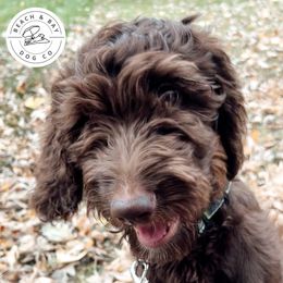 Milkyway - Green Boy - Phantom Goldendoodle puppy in Virginia from Beach and Bay Dog Co