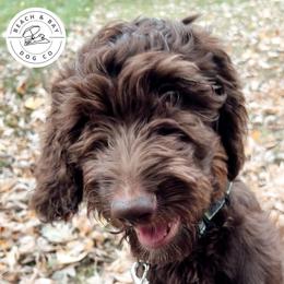 Milkyway - Green Boy - Phantom Goldendoodle puppy in Virginia from Beach and Bay Dog Co