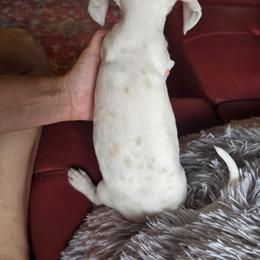 Lemon Spotted Female (Obake) - White and lemon female Dalmatian puppy in Salem, Missouri from Paradise Spots Dalmatians