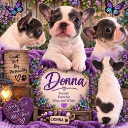 Donna - Tricolors female French Bulldog puppy in Holton, Indiana from MoonShine Babies / OZ