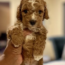 Cavapoo and Cockapoo Puppies from Benji’s Cockapoos