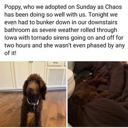Poodle Puppies from Amas Veritas Poodles LLC