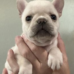 Boston Terrier and French Bulldog Puppies from Classic Boston Terriers and French Bulldogs