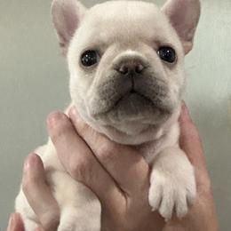 Boston Terrier and French Bulldog Puppies from Classic Boston Terriers and French Bulldogs