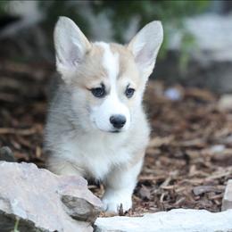 Cedar - Sable male Pembroke Welsh Corgi puppy in Plains, Montana from Diamond Corgis