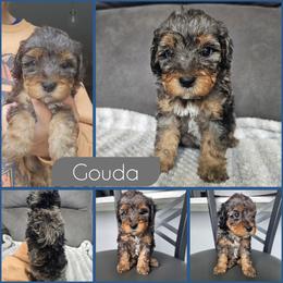 Gouda - Merle male Cockapoo puppy in Zanesville, Ohio from Southtown Doodles LLC
