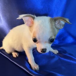 Pedro - Red and white male Chihuahua puppy in Framingham, Massachusetts from Boston Chi Chis