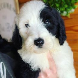 Aussiedoodles, Bernedoodles, Goldendoodles, and Sheepadoodles from V6 Ranch Dogs