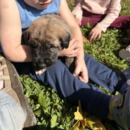 Mario - Brindle male Irish Wolfhound puppy in Ashland, Ohio from Castle Keep Hounds, LLC