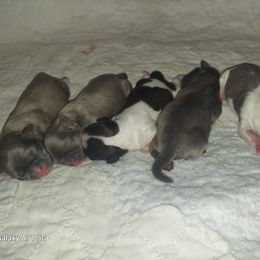 Shih Tzu Puppies from Nickerson Farms Shih Tzu & Imperial Beauties LLC.