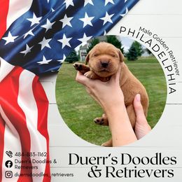 Goldendoodle and Golden Retriever Puppies from Duerr's Doodles & Retrievers