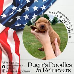 Goldendoodle and Golden Retriever Puppies from Duerr's Doodles & Retrievers