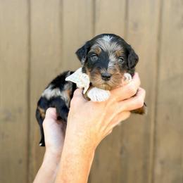 Marcie - Blue merle female Bernedoodle puppy in Bellville, Ohio from Bernedoodle Buddies