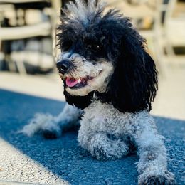 Paris Rose - Poodle