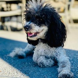Paris Rose - Poodle