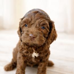 Avocado - Brown female Cockapoo puppy in Santa Barbara, California from K+C Doodles