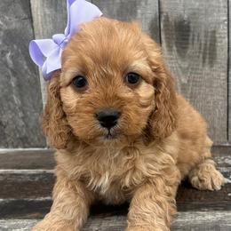 Romina - Cream female Cockapoo puppy in Mint Hill, North Carolina from DoodleForever