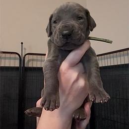 Prophet - Blue male Great Dane puppy in Edwardsville, Illinois from Giants and Munchkins