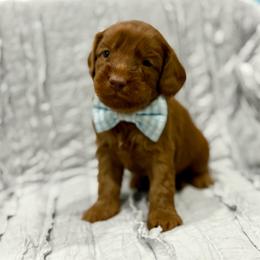 1 - Caramel male Australian Labradoodle puppy in Calhoun, Louisiana from Arrowhead Australian Labradoodles