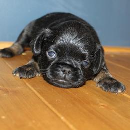 Boy 1 - Black and tan male Brussels Griffon puppy in Huntsville, Alabama from Tammy's Brussels