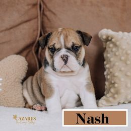 Nash - Red and white Bulldog puppy in Sabinal, Texas from Cazares Royal Lineage Bulldogs