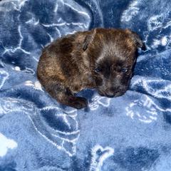 Boy 1 - Black brindle male Scottish Terrier puppy in San Diego (Jamul), California from Lee Valley Scotties