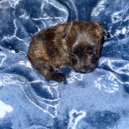 Boy 1 - Black brindle male Scottish Terrier puppy in San Diego (Jamul), California from Lee Valley Scotties