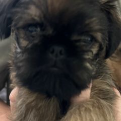 Brussels Griffons from Brenda's Griffs
