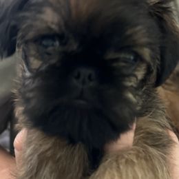 Brussels Griffons from Brenda's Griffs