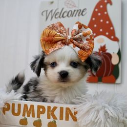 Cupcake - Blue merle female Miniature Australian Shepherd puppy in Buchanan, Georgia from Stanleyville Farm Mini Aussies