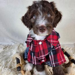 Yogi - Brown and white male Aussiedoodle puppy in Haleyville, Alabama from The Cuddly Dood Ranch