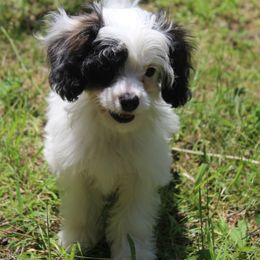 Mimosa.  In Arkansas - Black and white female Cavapoo puppy in Arkansas from Brew House