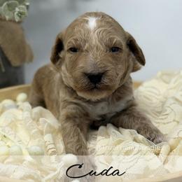 CUDA - Gold Collar - Apricot male Goldendoodle puppy in Watertown, New York from True Friend Doodles