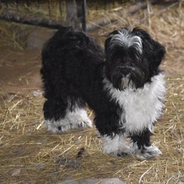 Louie - Black male Havanese puppy in Sanborn, North Dakota from Bydand Newfoundlands
