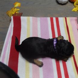 Dachshund Puppies from Molly Dolly's Miniature Dachshunds