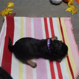 Dachshund Puppies from Molly Dolly's Miniature Dachshunds