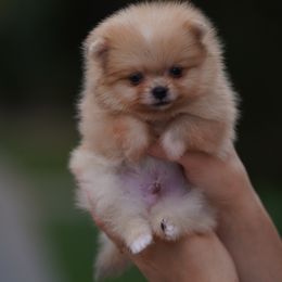 Boy 3 - Orange male Pomeranian puppy in Denver, Colorado from Diana's Pomeranians