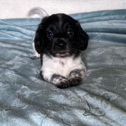 Bruno- (Thunder) - Black and cream male Dachshund puppy in Wolf Lake, Indiana from Canisteo Dachshunds
