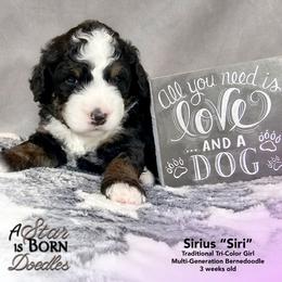 Sirius 'Siri' - Yellow Collar - Tri-color female Bernedoodle puppy in Jackson, Michigan from A Star is Born Doodles