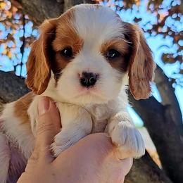 Cavalier King Charles Spaniel Puppies from The Gentle Cavalier