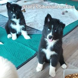 Stacy - Black and white female Siberian Husky puppy in Savannah, Georgia from Stacy's Siberian Huskies