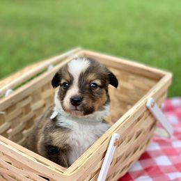 Border Collie and English Shepherd Puppies from Kefi Collie Co