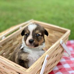 Border Collie and English Shepherd Puppies from Kefi Collie Co