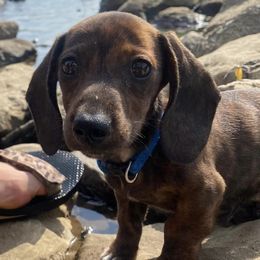 Australian Shepherds and Dachshunds from Hidden Valley Puppies