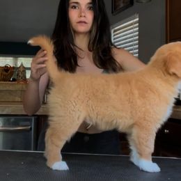 Nova Scotia Duck Tolling Retriever All Grown Up from Shireway Tollers