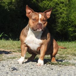 Tova - American Bully